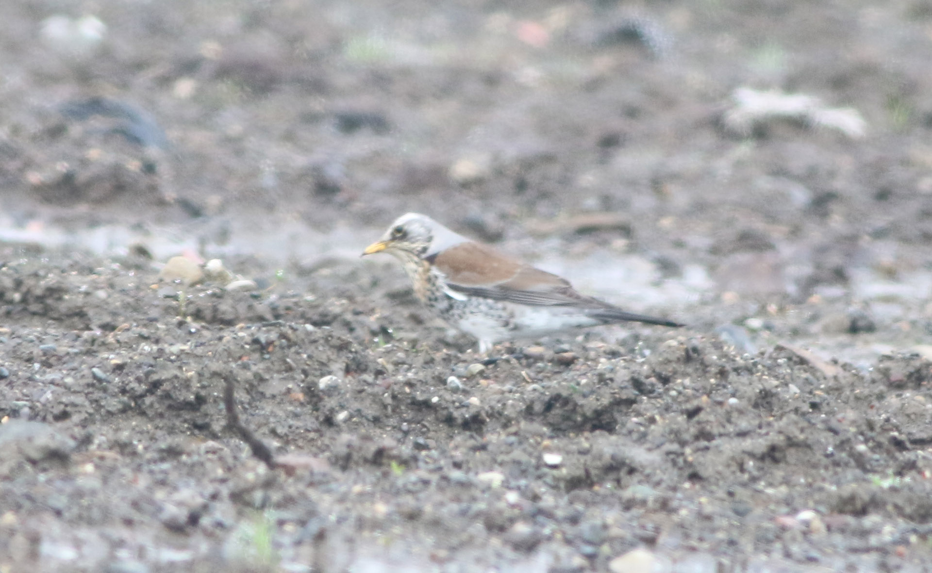Fieldfare